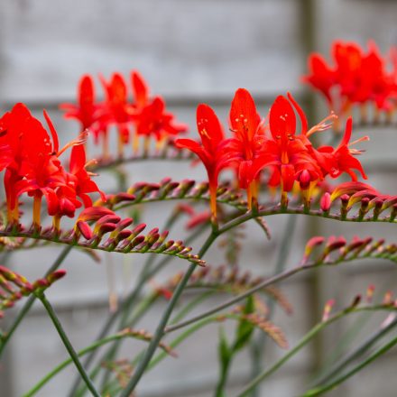 Crocosmia Lucifer - sáfrányfű