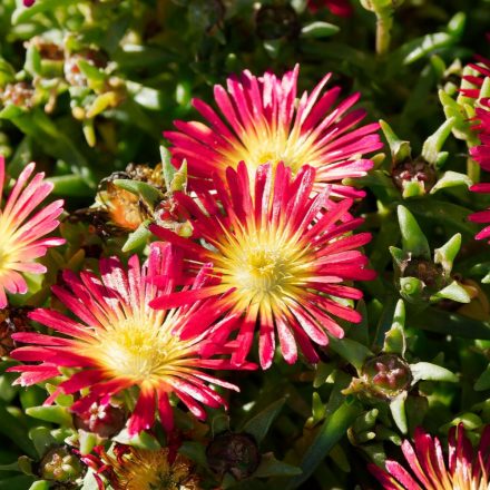 Delosperma cooperi Delmara Red - délvirág