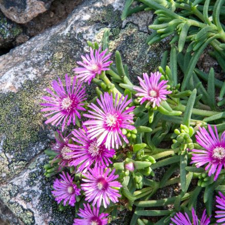 Delosperma cooperi Table Mountain - délvirág