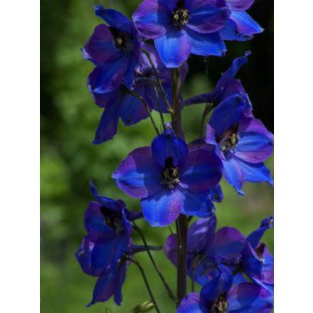 Delphinium  Excalibur Dark Blue/Black Bee - szarkaláb