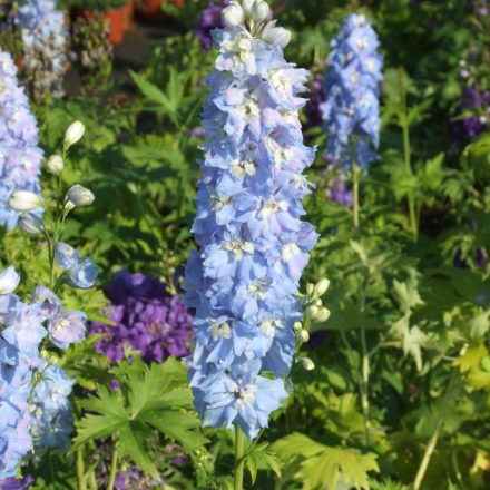 Delphinium Light Blue/White Bee - szarkaláb