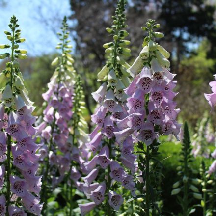 Digitalis purpurea Virtuoso Lavender - gyűszűvirág