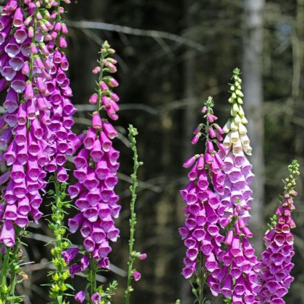 Digitalis purpurea Virtuoso Rose Compact - gyűszűvirág