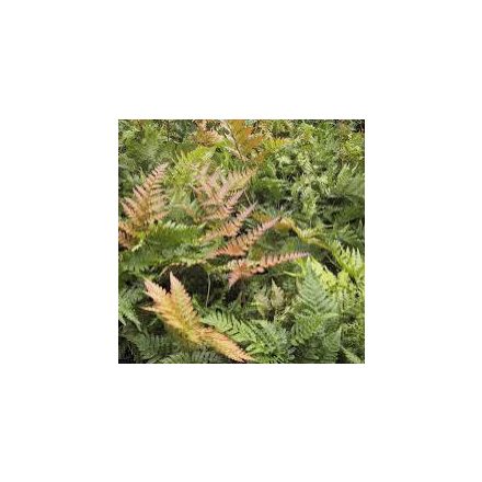 Dryopteris erythrosora - japán pajzsika