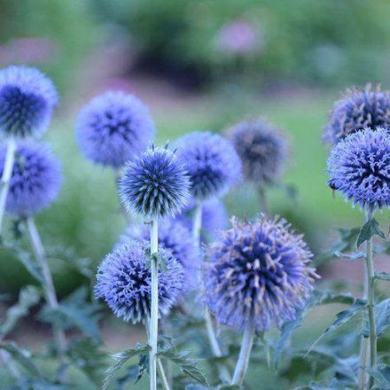 Echinops bannaticus Blue Globe - kék szamárkenyér