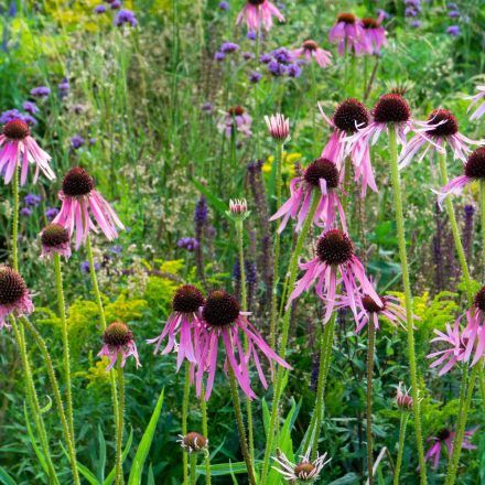 Echinacea pallida - halvány kasvirág