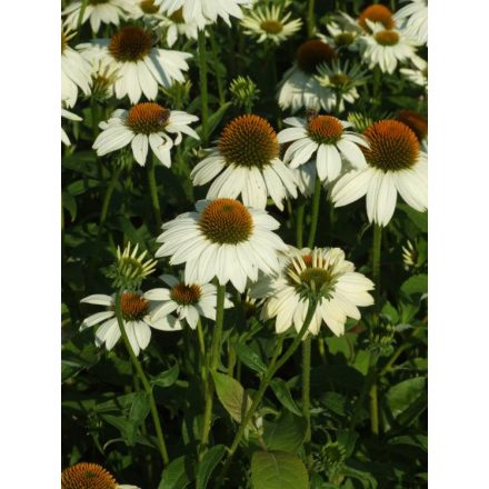 Echinacea purpurea Alba - kasvirág