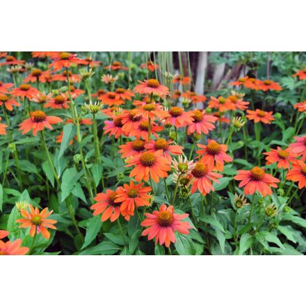 Echinacea purpurea Lakota Orange - Lakota Orange bíbor kasvirág