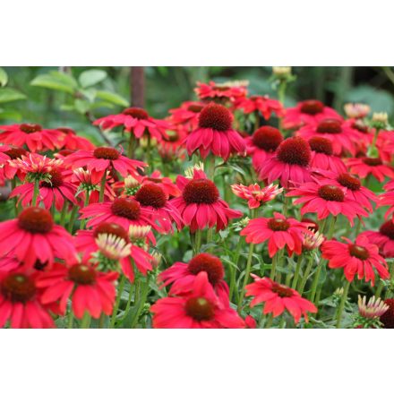 Echinacea purpurea Lakota Red - Lakota Red bíbor kasvirág