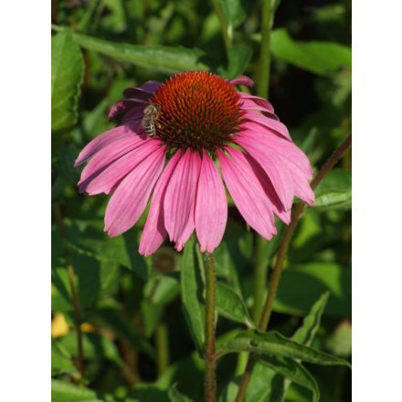 Echinacea purpurea Magnus - kasvirág