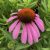 Echinacea purpurea Magnus Superior - Superior kasvirág