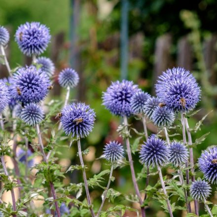 Echinops ritro - sötétkék szamárkenyér