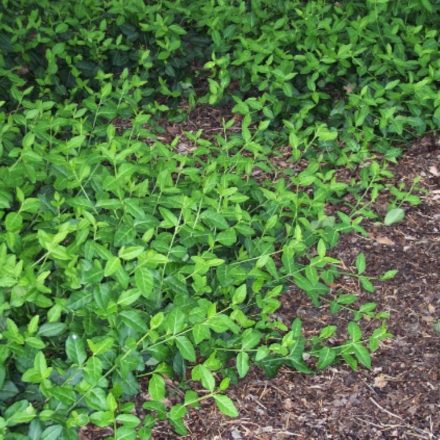 Euonymus fortunei Dart's Blanket - kúszó kecskerágó