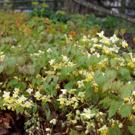 Epimedium versicolor Sulphureum- tündérvirág