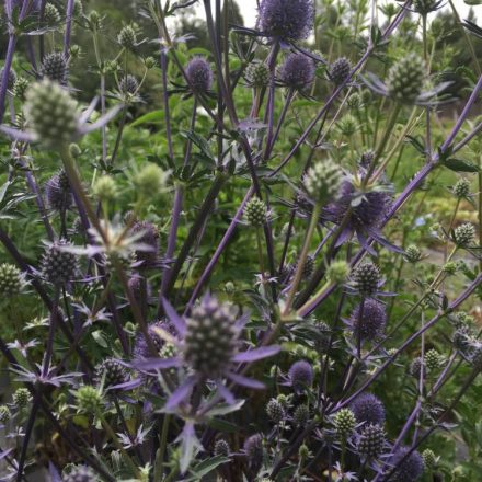 Eryngium planum Blue Habbit- kék iringó