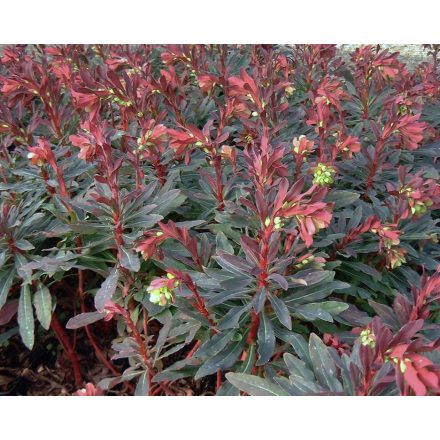 Euphorbia amygdaloides Purpurea - kutyatej