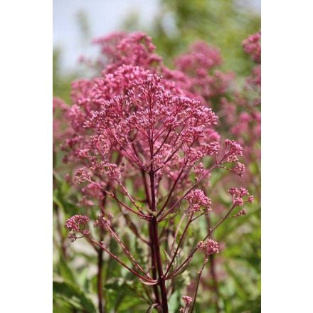 Eupatorium purpureum Ruby - sédkender