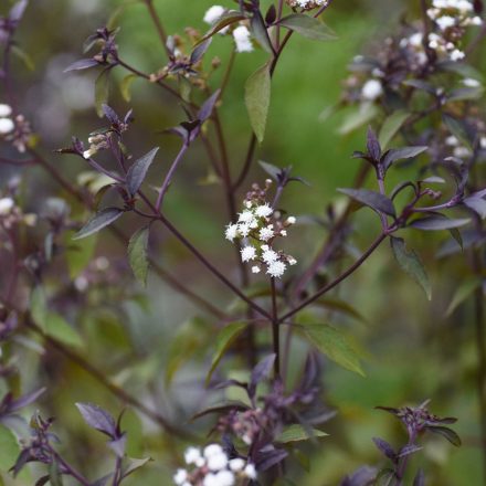 Eupatorium rugosum Chocolate - ráncoslevelű sédkender