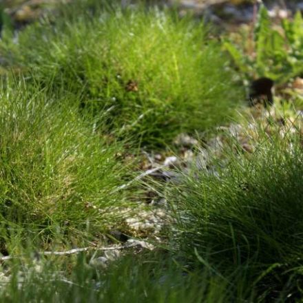 Festuca gauterii- medvecsenkesz