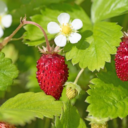 Fragaria vesca Alexandria - erdei szamóca