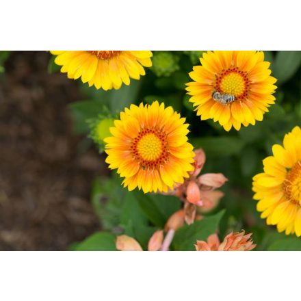 Gaillardia aristata Apricot- kokárdavirág