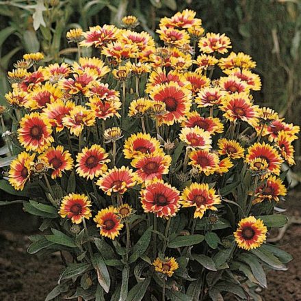 Gaillardia aristata Arisona Sun- kokárdavirág