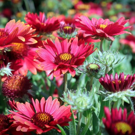 Gaillardia aristata Sunrita Burgundy - kokárdavirág