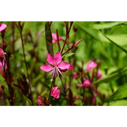 Gaura lindheimeri Gaudi Red - díszgyertya