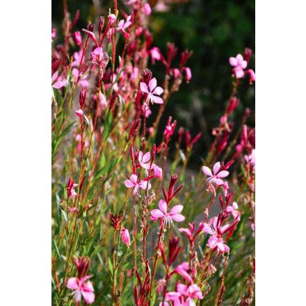 Gaura lindheimeri Pink - díszgyertya