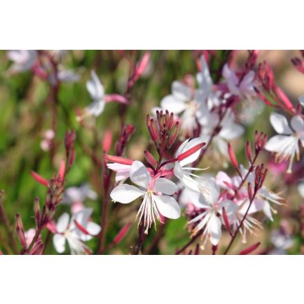 Gaura lindheimeri White - díszgyertya