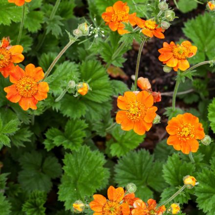 Geum coccineum Coi - gyömbérgyökér