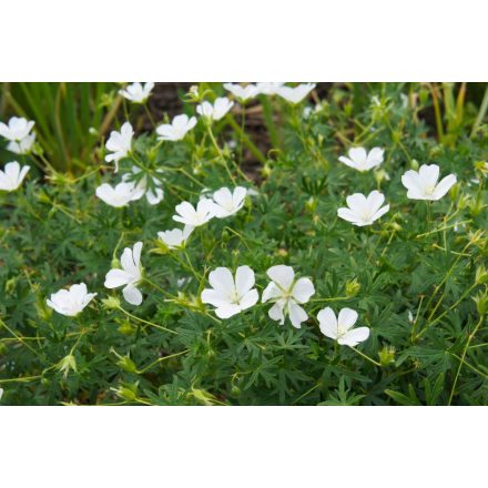 Geranium maculatum Album - foltos gólyaorr