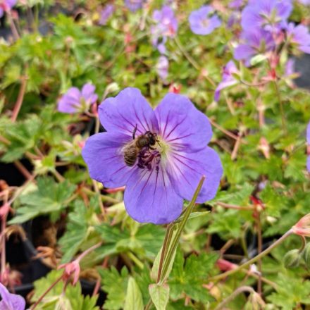 Geranium Rozanne - gólyaorr