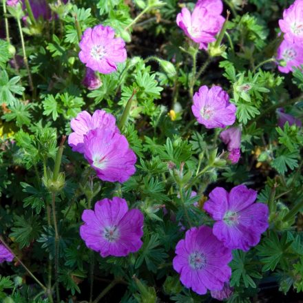 Geranium Tiny Monster - gólyaorr