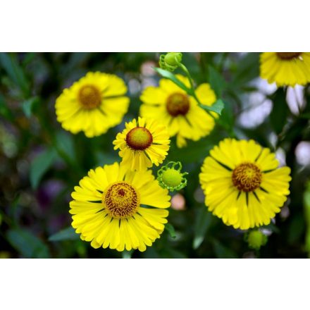 Helenium autumnale Helena Gold - napfényvirág