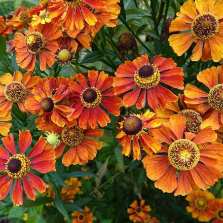 Helenium autumnale HayDay Orange - őszi napfényvirág