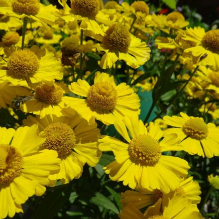 Helenium autumnale HayDay Yellow - őszi napfényvirág