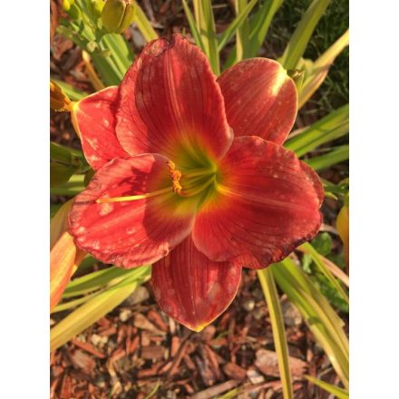 Hemerocallis Chicago Fire - sásliliom