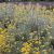 Helichrysum italicum Silvery White - olasz szalmagyopár