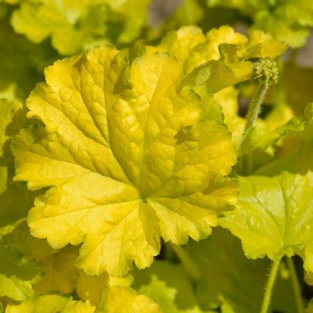 Heuchera Lemon Love - tűzeső