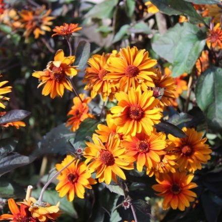 Heliopsis Luna Roja - napszemvirág