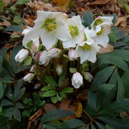 Helleborus niger - hunyor