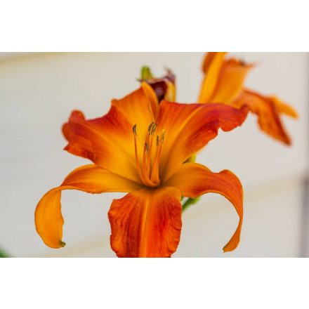 Hemerocallis Primal Screaam - sásliliom, újravirágzó