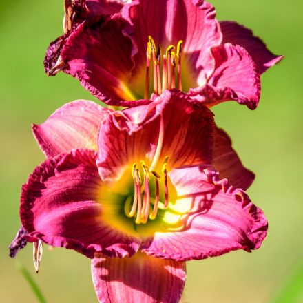 Hemerocallis Siloam Royal Prince - sásliliom