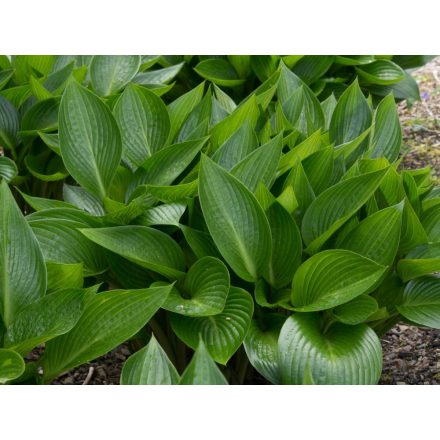 Hosta  Devon Green- árnyékliliom