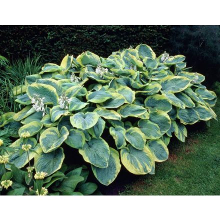 Hosta  Frances Williams- árnyékliliom