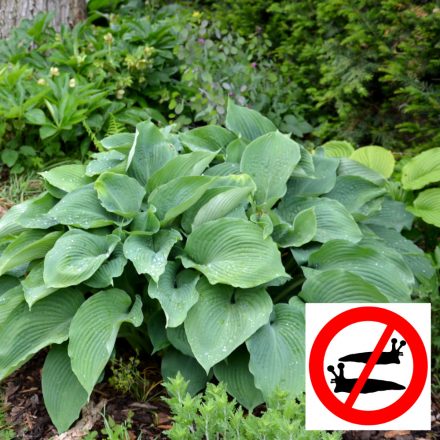 Hosta  Halcyon - árnyékliliom