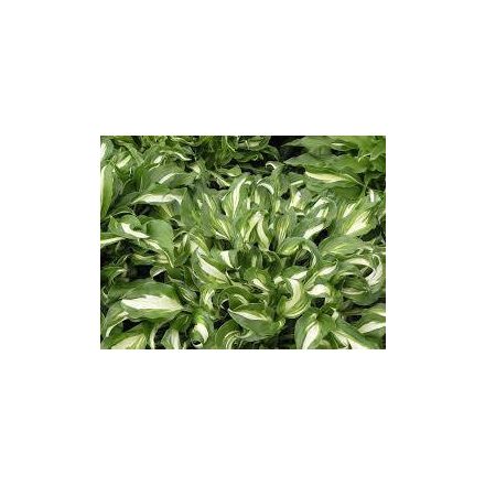 Hosta undulata Mediovariegata- árnyékliliom