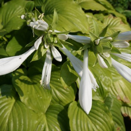 Hosta Royal Standard - árnyékliliom