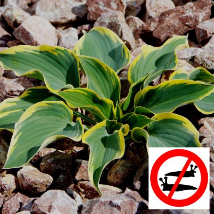 Hosta Sagae - árnyékliliom